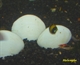 Image de Bivalvia sp. snow white clam