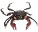 Image de la catégorie Crabes