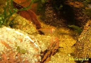 Image de Caridina mariae  Tiger red