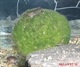 Image de Cladophora aegagropila 4/5 cm