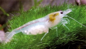 Image de Neocaridinapalmata white pearl 
