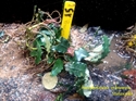 Image de Bucephalandra brownie clump 15