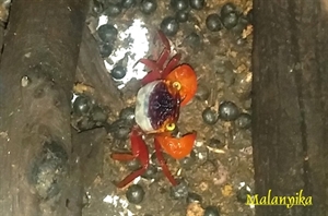 Image de Geosesarma notophorum  crabe mandarine
