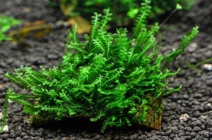 Image de Plagiochila  sp. cameroun moss