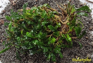 Image de Bucephalandra sp mini leaf 